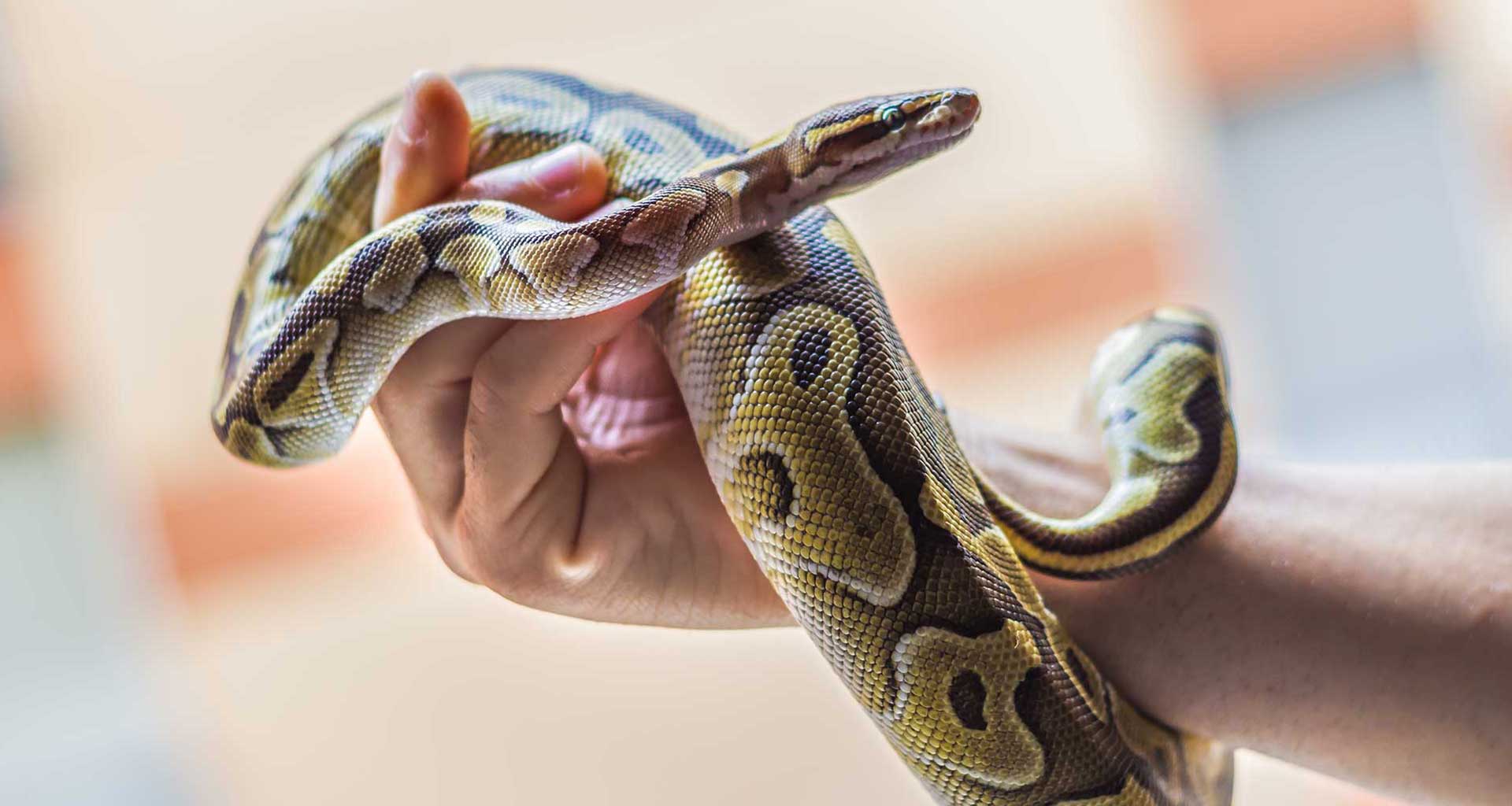 Snake bite and your pet