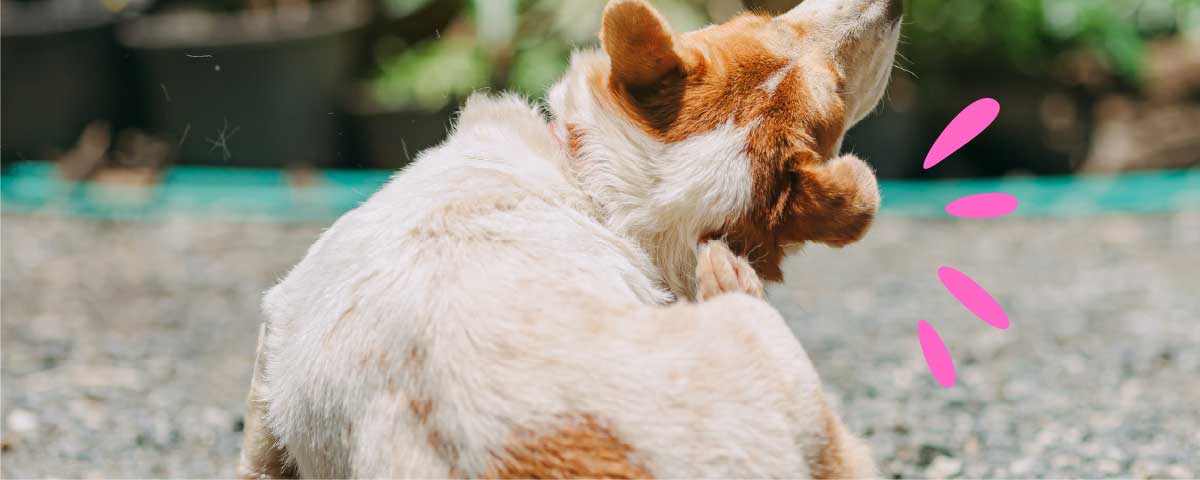 Navigating Spring Skin Troubles - Moss Vale Veterinary Hospital